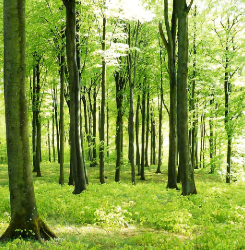 A forest at daytime